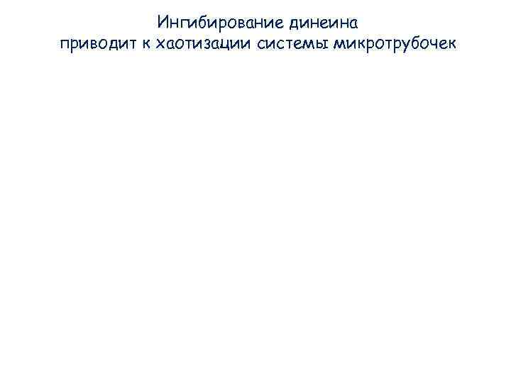 Ингибирование динеина приводит к хаотизации системы микротрубочек Ингибирование динеина приводит к хаотизации системы микротрубочек