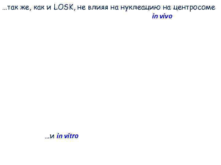 …так же, как и LOSK, не влияя на нуклеацию на центросоме …так же, как и LOSK, не влияя на нуклеацию на центросоме