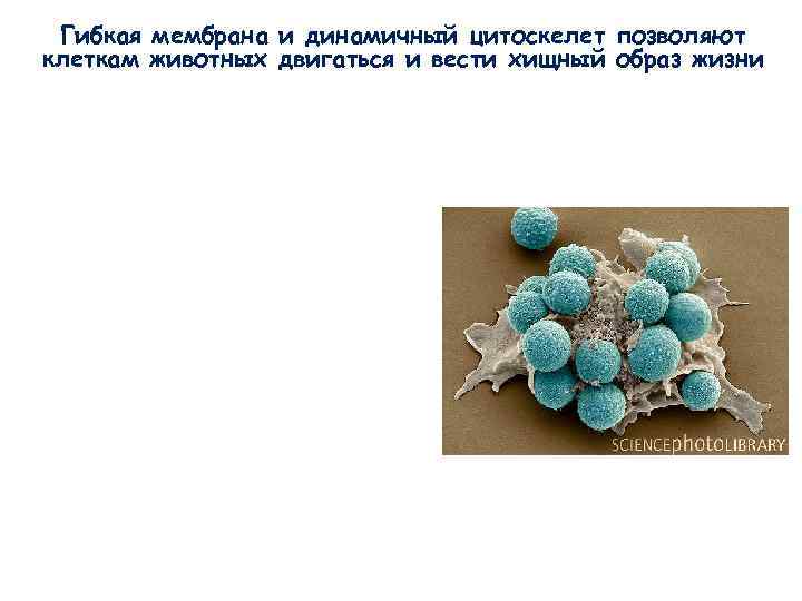 Гибкая мембрана и динамичный цитоскелет позволяют клеткам животных двигаться и вести хищный образ Гибкая мембрана и динамичный цитоскелет позволяют клеткам животных двигаться и вести хищный образ