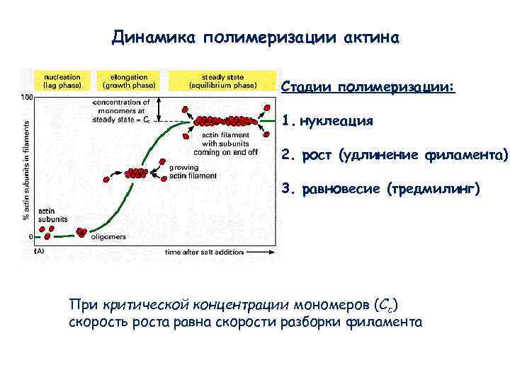 Динамика полимеризации актина Стадии полимеризации: Динамика полимеризации актина Стадии полимеризации: