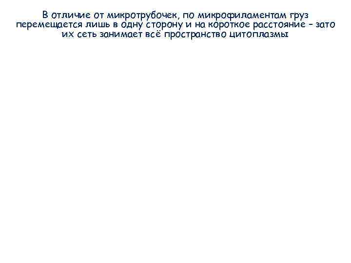 В отличие от микротрубочек, по микрофиламентам груз перемещается лишь в одну сторону и В отличие от микротрубочек, по микрофиламентам груз перемещается лишь в одну сторону и