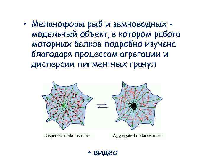 • Меланофоры рыб и земноводных – модельный объект, в котором работа • Меланофоры рыб и земноводных – модельный объект, в котором работа