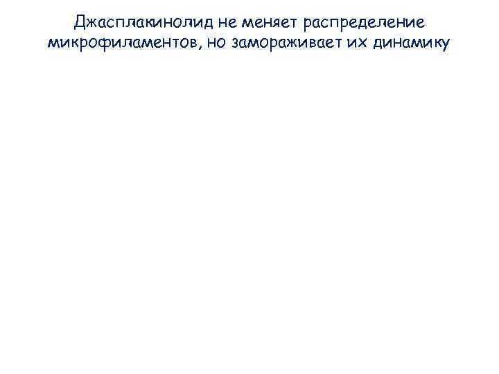 Джасплакинолид не меняет распределение микрофиламентов, но замораживает их динамику Джасплакинолид не меняет распределение микрофиламентов, но замораживает их динамику