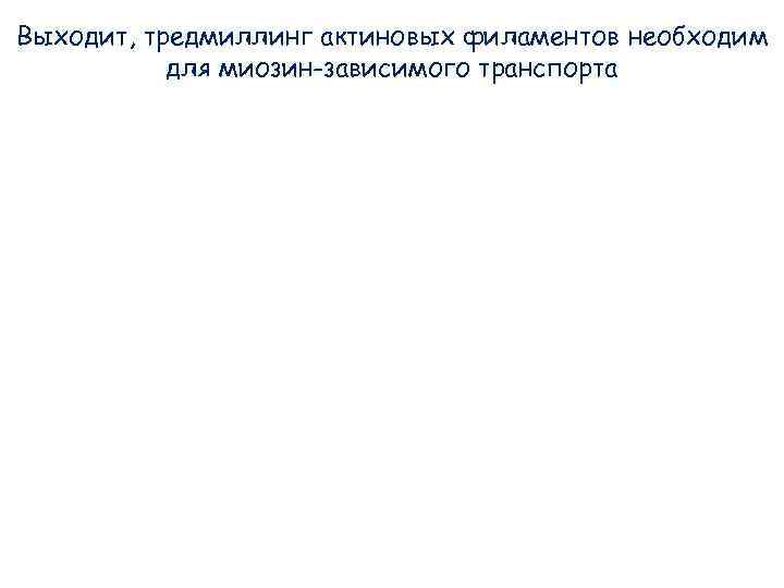 Выходит, тредмиллинг актиновых филаментов необходим для миозин-зависимого транспорта Выходит, тредмиллинг актиновых филаментов необходим для миозин-зависимого транспорта