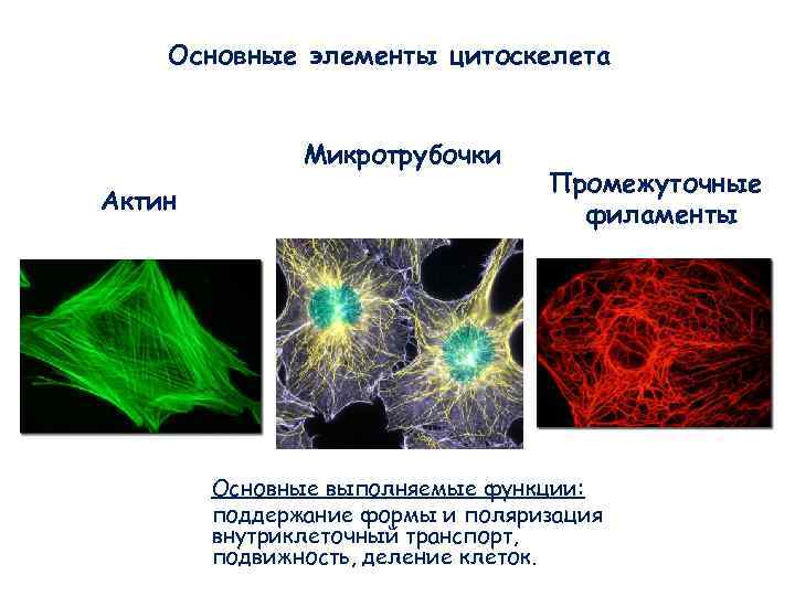 Цитоскелет функции