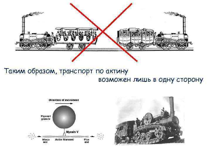 Таким образом, транспорт по актину возможен лишь в одну Таким образом, транспорт по актину возможен лишь в одну