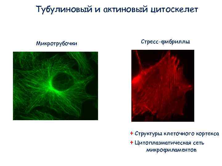Тубулиновый и актиновый цитоскелет Микротрубочки Стресс-фибриллы + Структуры Тубулиновый и актиновый цитоскелет Микротрубочки Стресс-фибриллы + Структуры