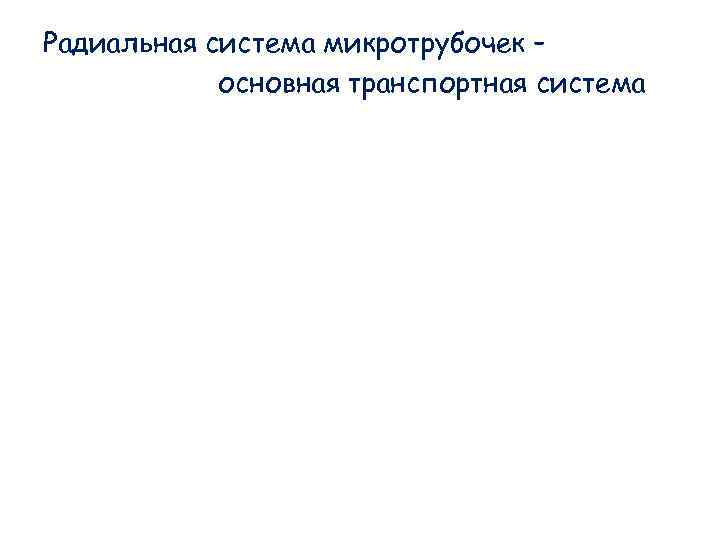 Радиальная система микротрубочек – основная транспортная система Радиальная система микротрубочек – основная транспортная система