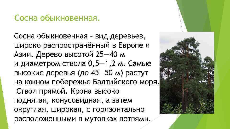 Сосна обыкновенная.  Сосна обыкновенная – вид деревьев, широко распространённый в Европе и Азии.