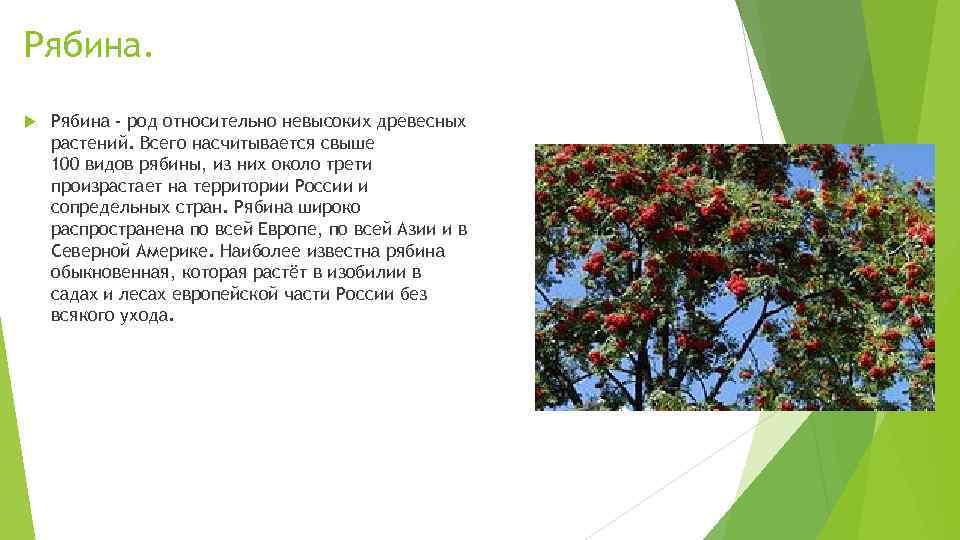 Рябина - род относительно невысоких древесных растений. Всего насчитывается свыше 100 видов рябины, из