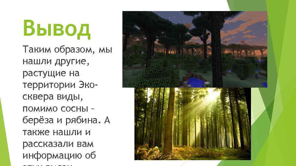 Вывод Таким образом, мы нашли другие, растущие на территории Эко- сквера виды, помимо сосны