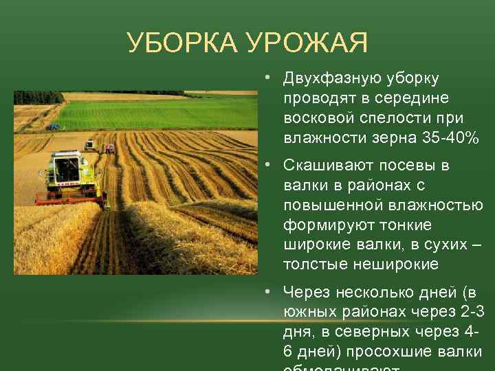 УБОРКА УРОЖАЯ • Двухфазную уборку проводят в середине восковой спелости при влажности зерна 35