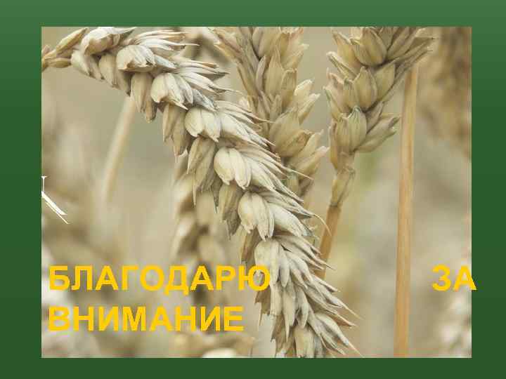 БЛАГОДАРЮ ВНИМАНИЕ ЗА 