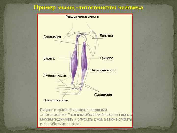 Пример мышц –антогонистов человека 