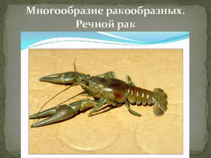 Многообразие ракообразных. Речной рак 