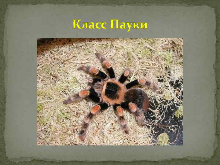 Класс Пауки 