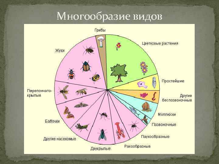 Многообразие видов 