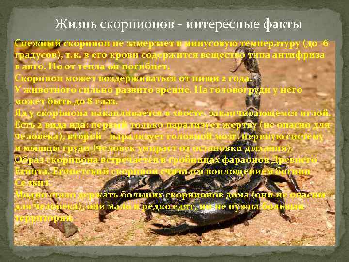 Жизнь скорпионов - интересные факты Снежный скорпион не замерзает в минусовую температуру (до -6