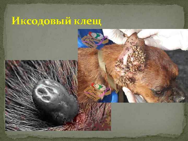 Иксодовый клещ 