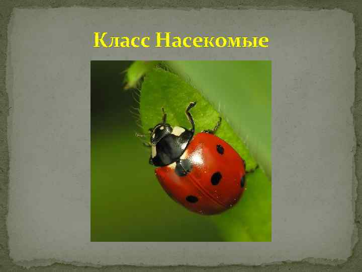 Класс Насекомые 