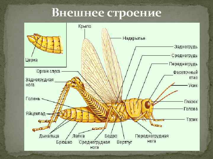 Внешнее строение 