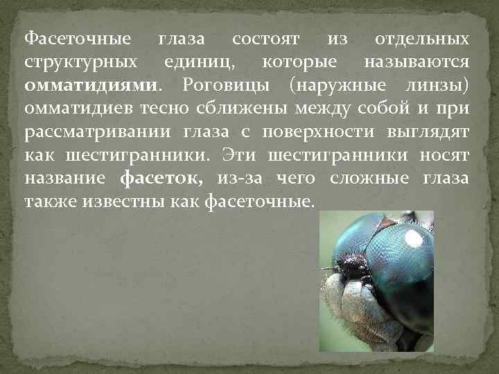 Фасеточные глаза состоят из отдельных структурных единиц, которые называются омматидиями. Роговицы (наружные линзы) омматидиев