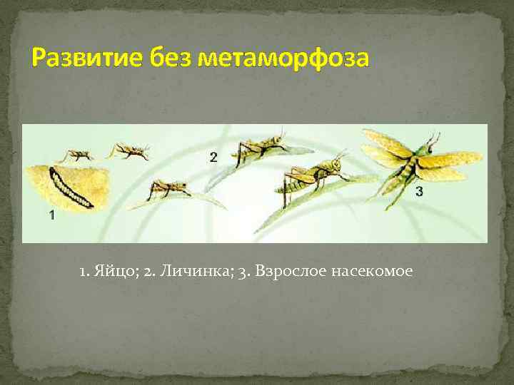Развитие без метаморфоза 1. Яйцо; 2. Личинка; 3. Взрослое насекомое 