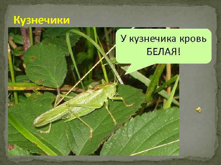 Кузнечики У кузнечика кровь БЕЛАЯ! 