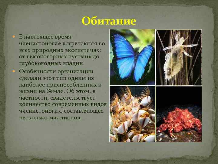 Обитание В настоящее время членистоногие встречаются во всех природных экосистемах: от высокогорных пустынь до