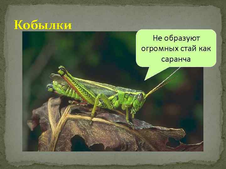 Кобылки Не образуют огромных стай как саранча 