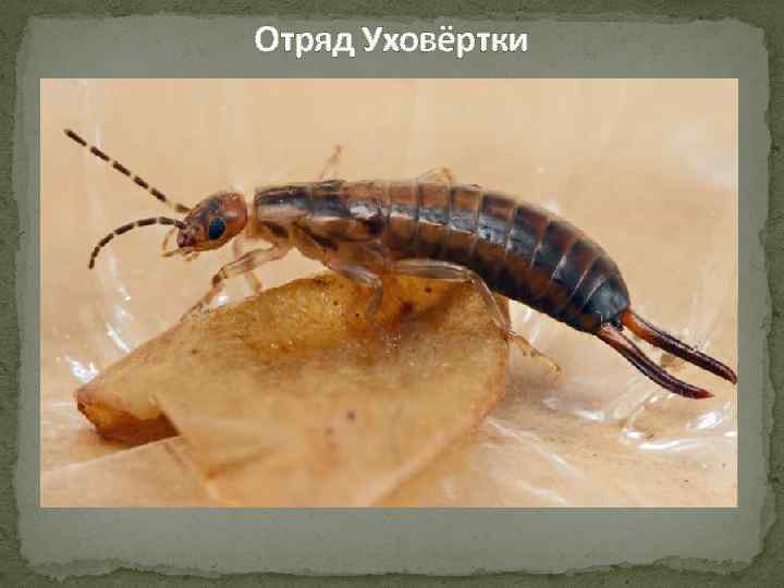 Отряд Уховёртки 