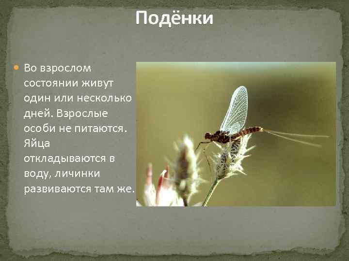 Подёнки Во взрослом состоянии живут один или несколько дней. Взрослые особи не питаются. Яйца
