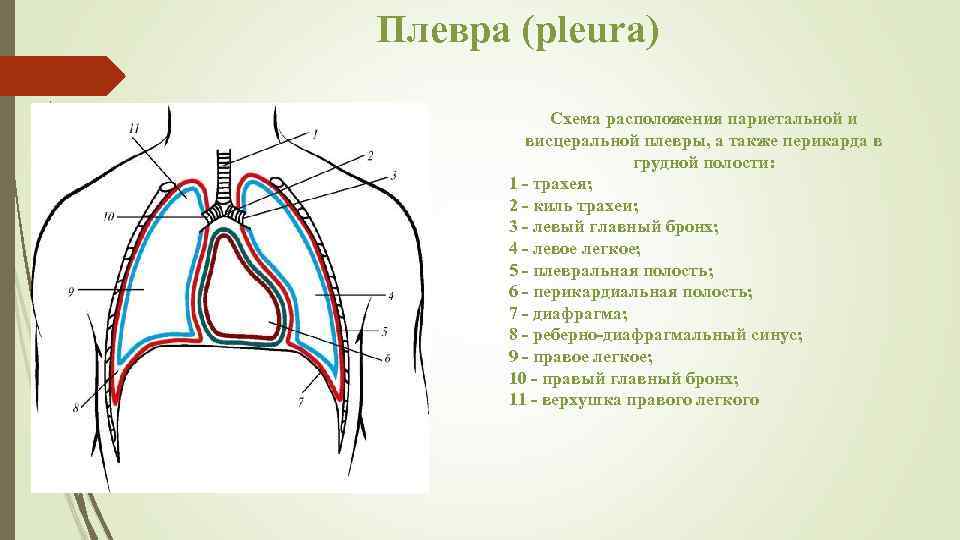 Плевра (pleura) Схема расположения париетальной и висцеральной плевры, а также перикарда в грудной полости: