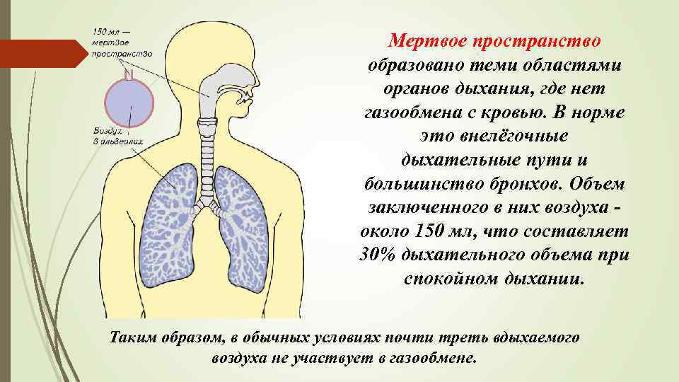 Мертвое пространство образовано теми областями органов дыхания, где нет газообмена с кровью. В норме