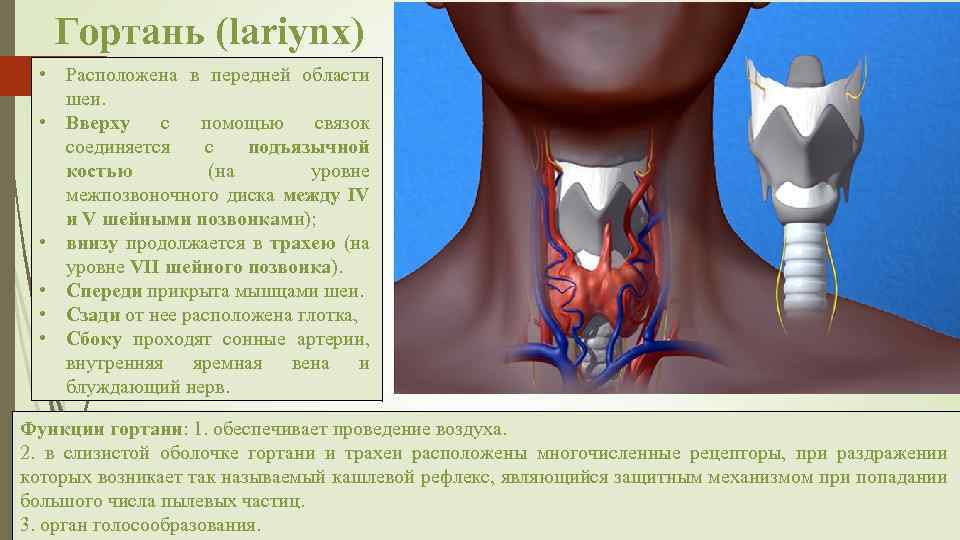 Гортань (lariynx) • Расположена в передней области шеи. • Вверху с помощью связок соединяется
