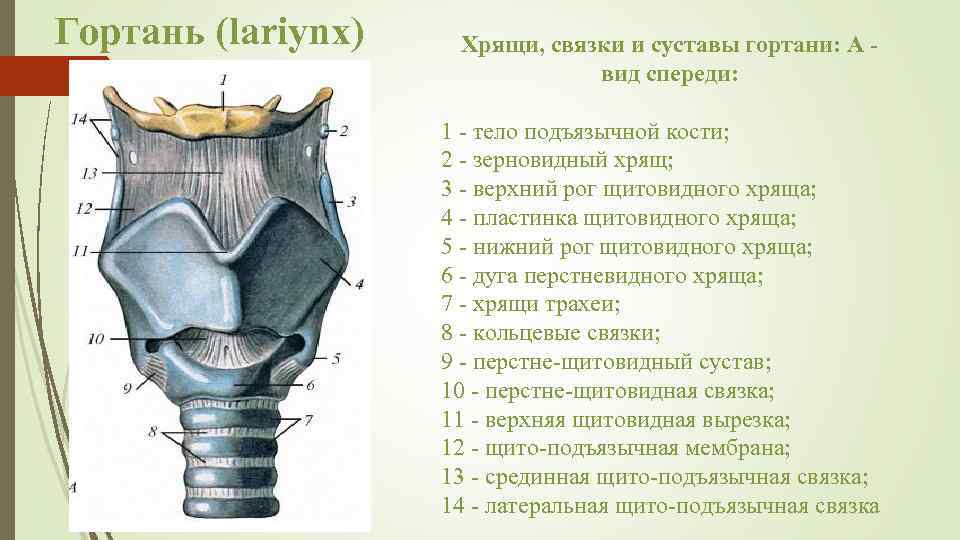 Гортань (lariynx) Хрящи, связки и суставы гортани: А вид спереди: 1 - тело подъязычной
