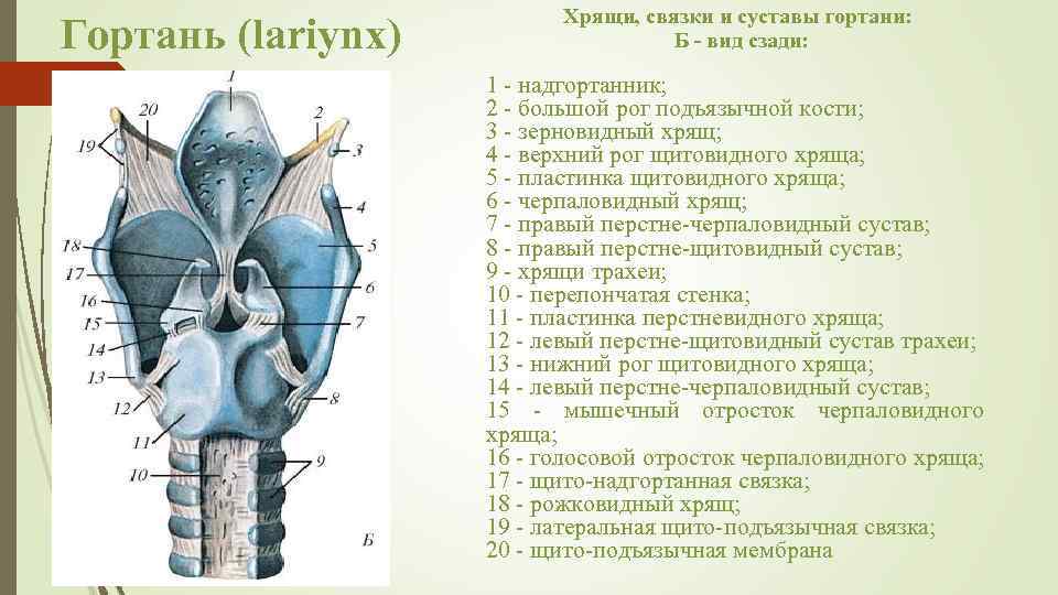 Гортань (lariynx) Хрящи, связки и суставы гортани: Б - вид сзади: 1 - надгортанник;