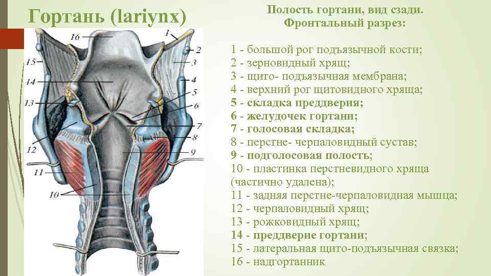 Гортань (lariynx) Полость гортани, вид сзади. Фронтальный разрез: 1 - большой рог подъязычной кости;
