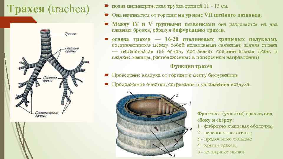 Трахея (trachea) полая цилиндрическая трубка длиной 11 - 13 см. Она начинается от гортани