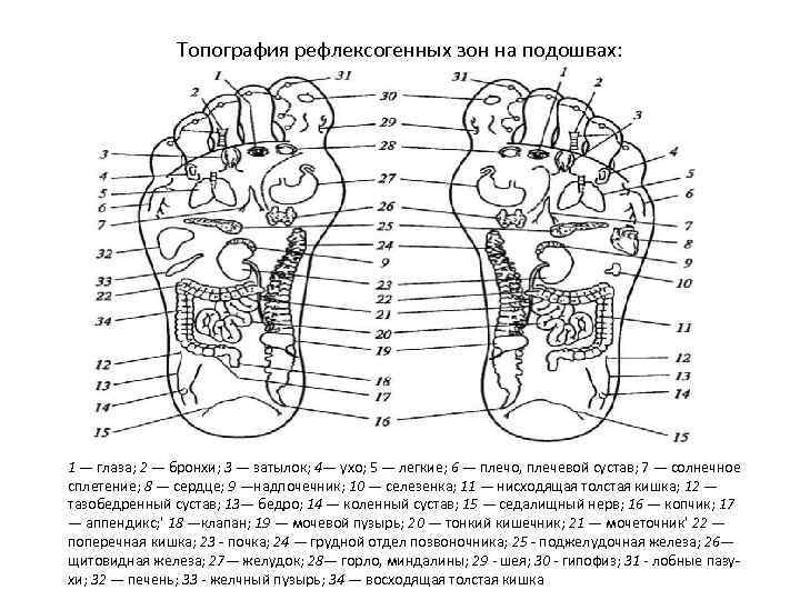 Топография рефлексогенных зон на подошвах: 1 — глаза; 2 — бронхи; 3 — затылок;