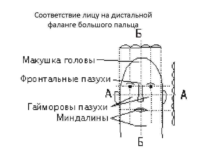 Соответствие лицу на дистальной фаланге большого пальца 