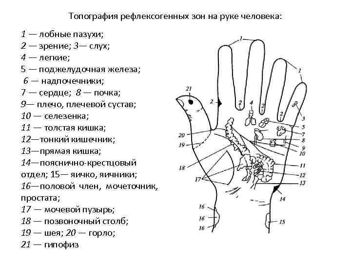 Топография рефлексогенных зон на руке человека: 1 — лобные пазухи; 2 — зрение; 3—