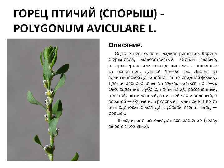 ГОРЕЦ ПТИЧИЙ (СПОРЫШ) - POLYGONUM AVICULARE L. Описание. Однолетнее голое и гладкое растение. Корень