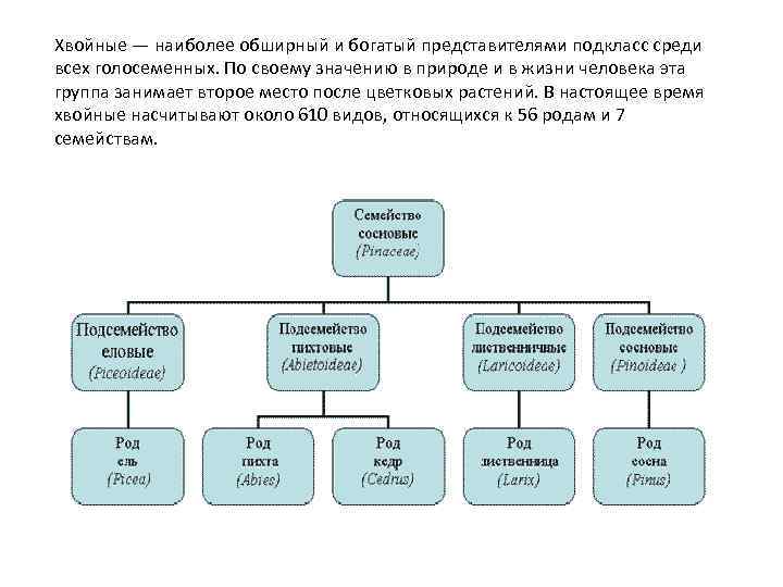 Хвойные — наиболее обширный и богатый представителями подкласс среди всех голосеменных. По своему значению