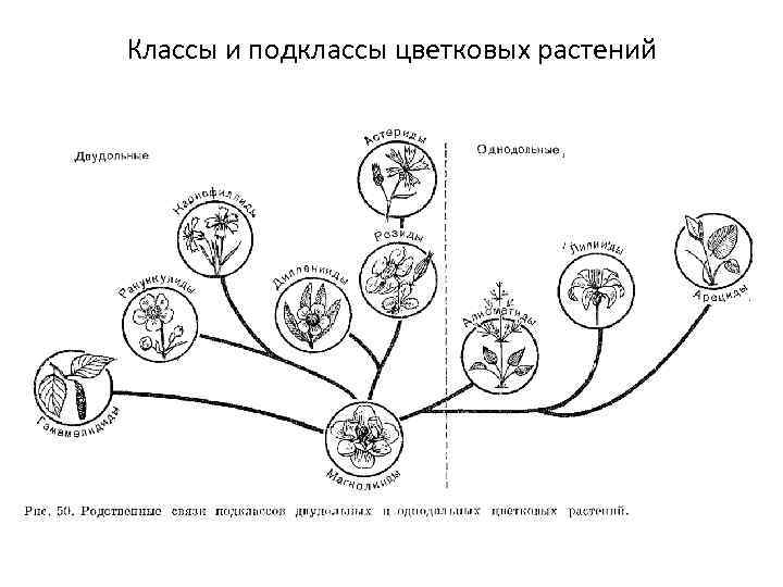 Классы и подклассы цветковых растений 