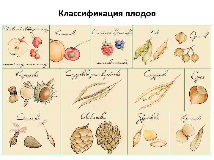 Классификация плодов 