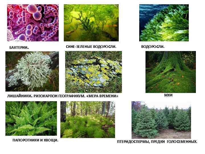 БАКТЕРИИ. СИНЕ-ЗЕЛЕНЫЕ ВОДОРОСЛИ. . ЛИШАЙНИКИ. РИЗОКАРПОН ГЕОГРАФИКУМ. «МЕРА ВРЕМЕНИ» ПАПОРОТНИКИ И ХВОЩИ. МХИ ПТЕРИДОСПЕРМЫ,