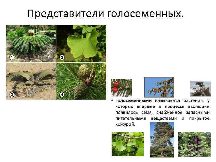 Представители голосеменных. 