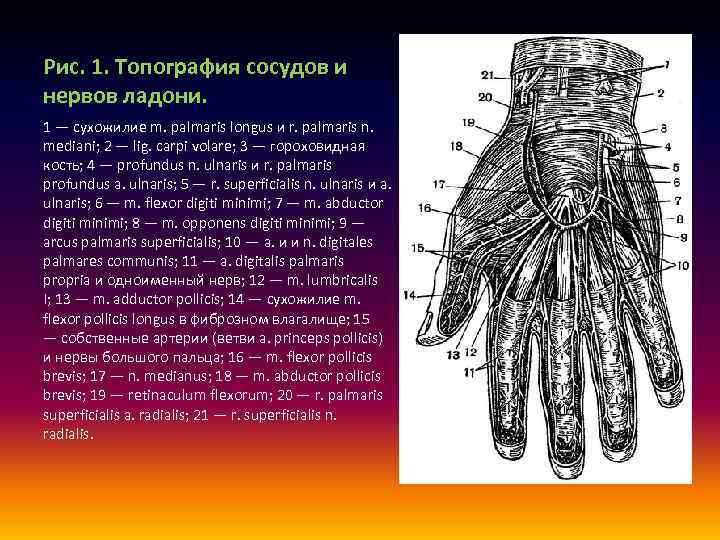 Топографическая анатомия кисти и пальцев презентация