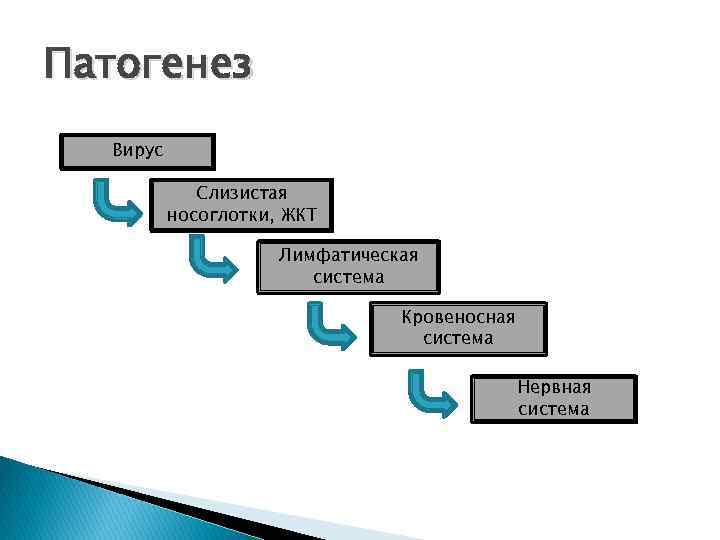 Патогенез Вирус Слизистая носоглотки, ЖКТ Лимфатическая система Кровеносная система Нервная система 